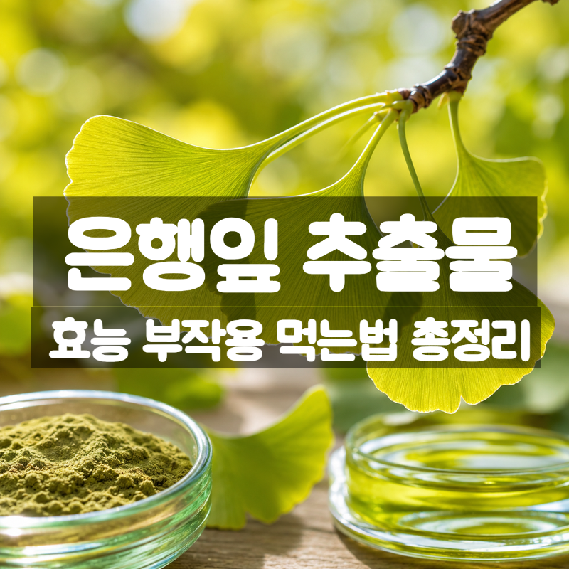 은행잎추출물 효능 부작용 먹는법 – 기억력 개선에 도움을 줄 수 있는 이유