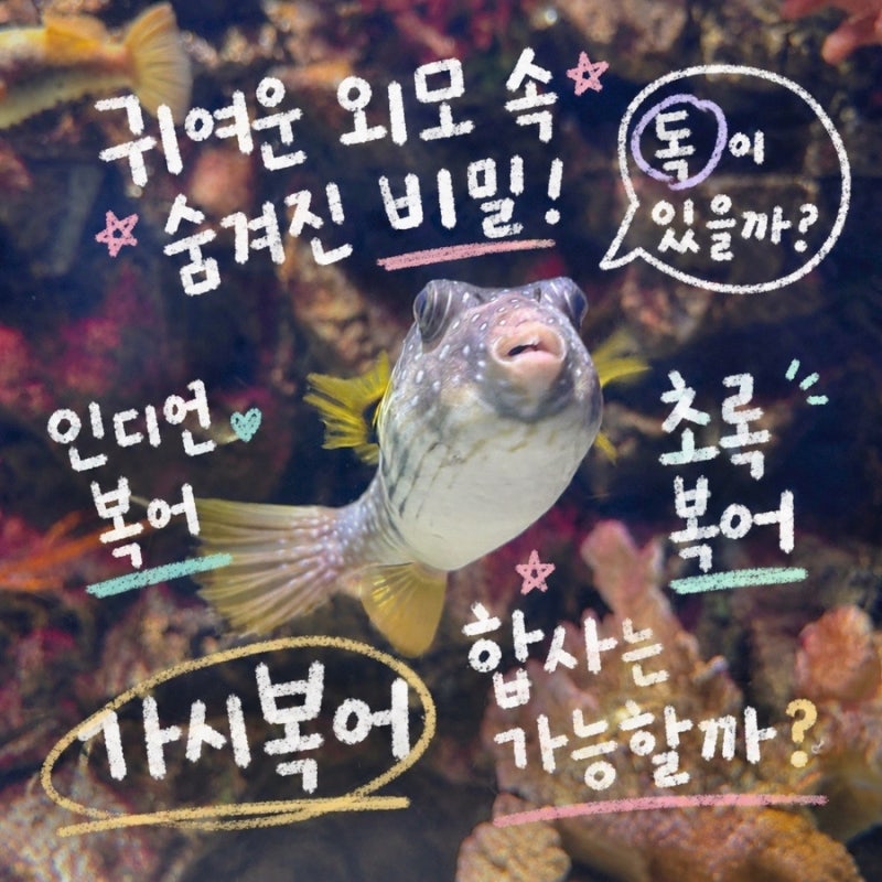 귀여운 외모 속 숨겨진 비밀 인디언 초록 가시복어 독? 합사는?