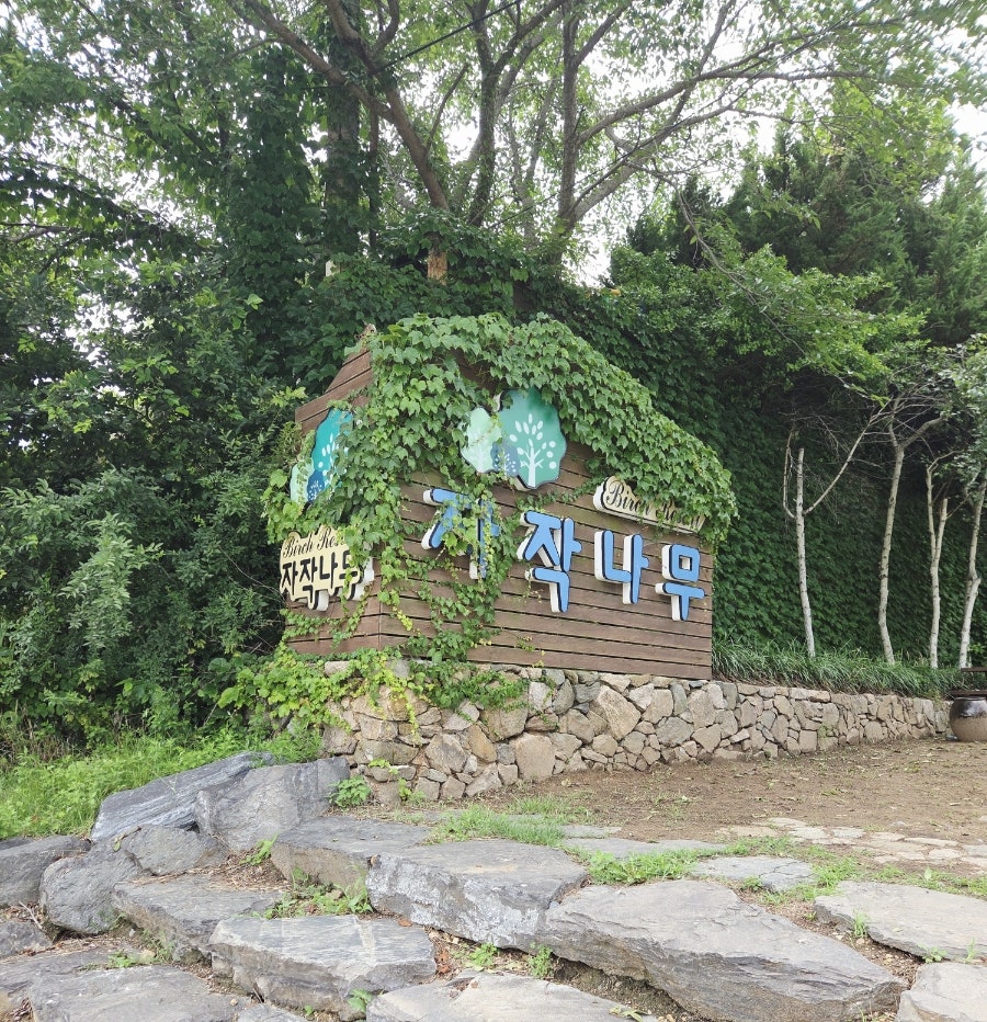 자작나무 사진 2