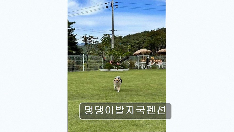 댕댕이발자국펜션 사진 2