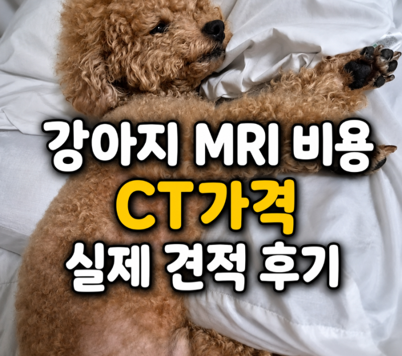강아지 MRI 비용 89만5천원, CT가격 34만원 실제 견적 후기