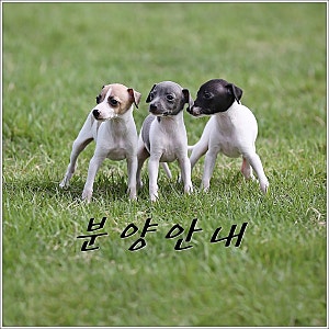 [분양안내] 이탈리안 그레이하운드 분양