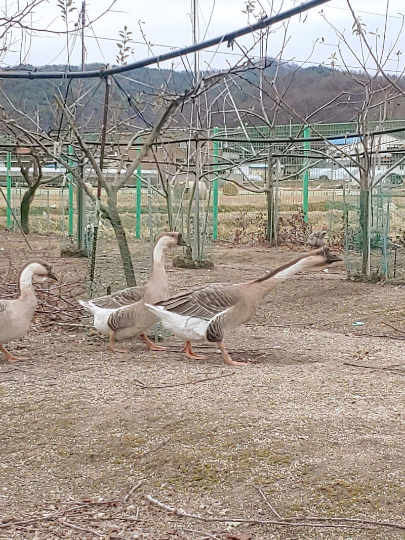 마당 닭 오리 키우기 - 청계 하이라인브라운 병아리 및 부화용 종란 분양 가격 총정리