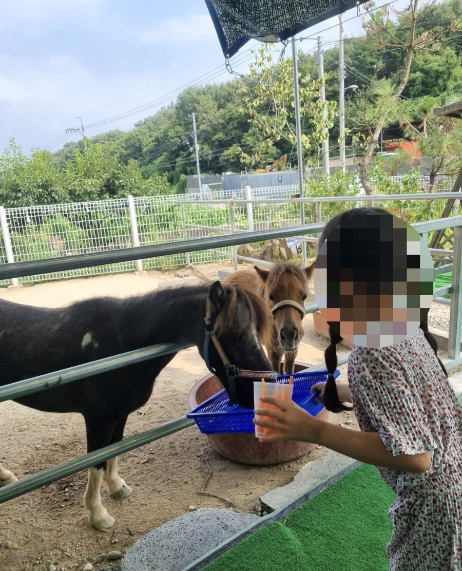 디포니 사진 6
