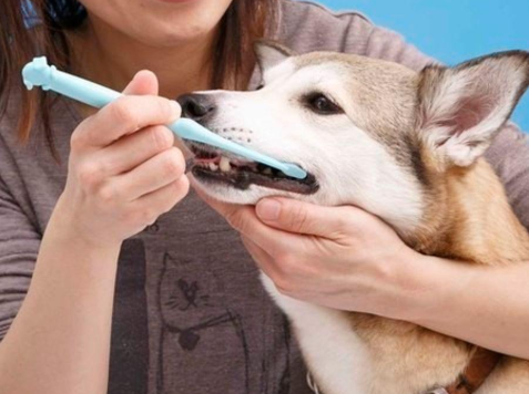 강아지 치석 제거 방법과 스케일링 비용, 주기, 관리법