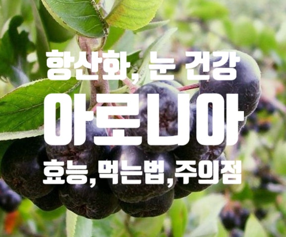 항산화 성분 가득한 아로니아효능 분말 먹는법 주의사항 총정리