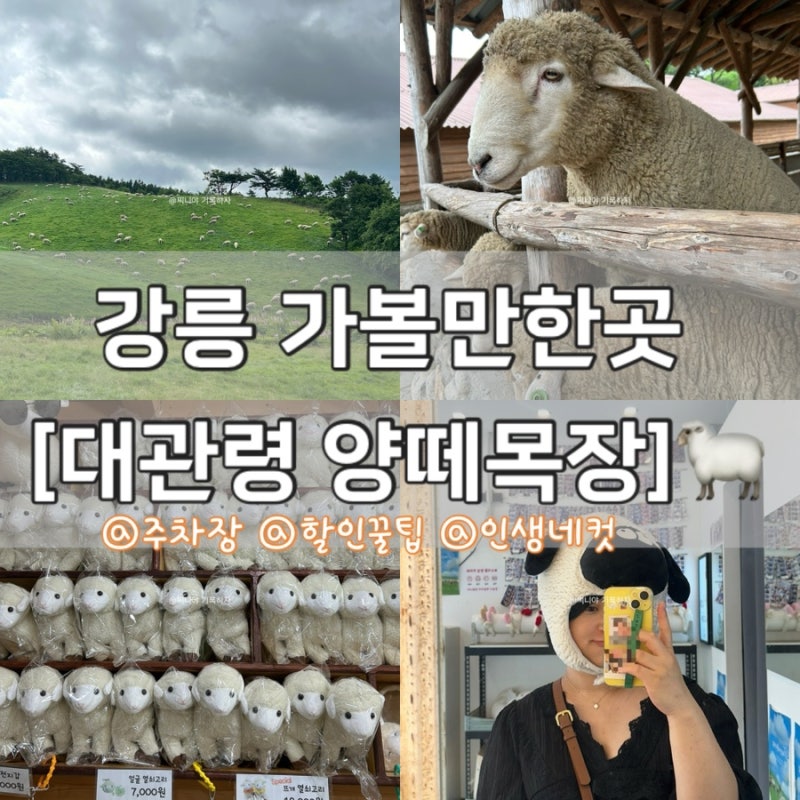 강릉 아이와 함께 가볼만한곳 [대관령 양떼목장] +할인꿀팁/주차장/인생네컷