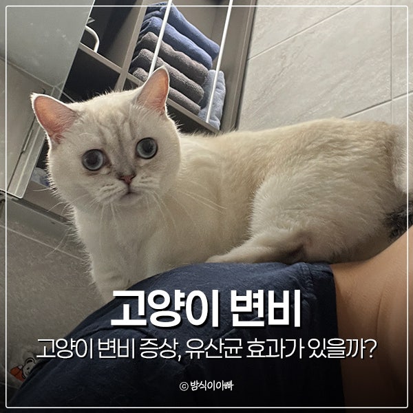 고양이 변비 증상, 유산균 효과가 있을까?
