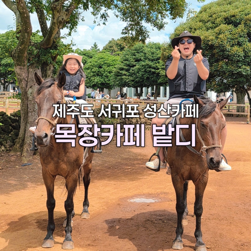 제주도 목장카페 밭디 아이랑 성산 승마 먹이주기 체험 후기