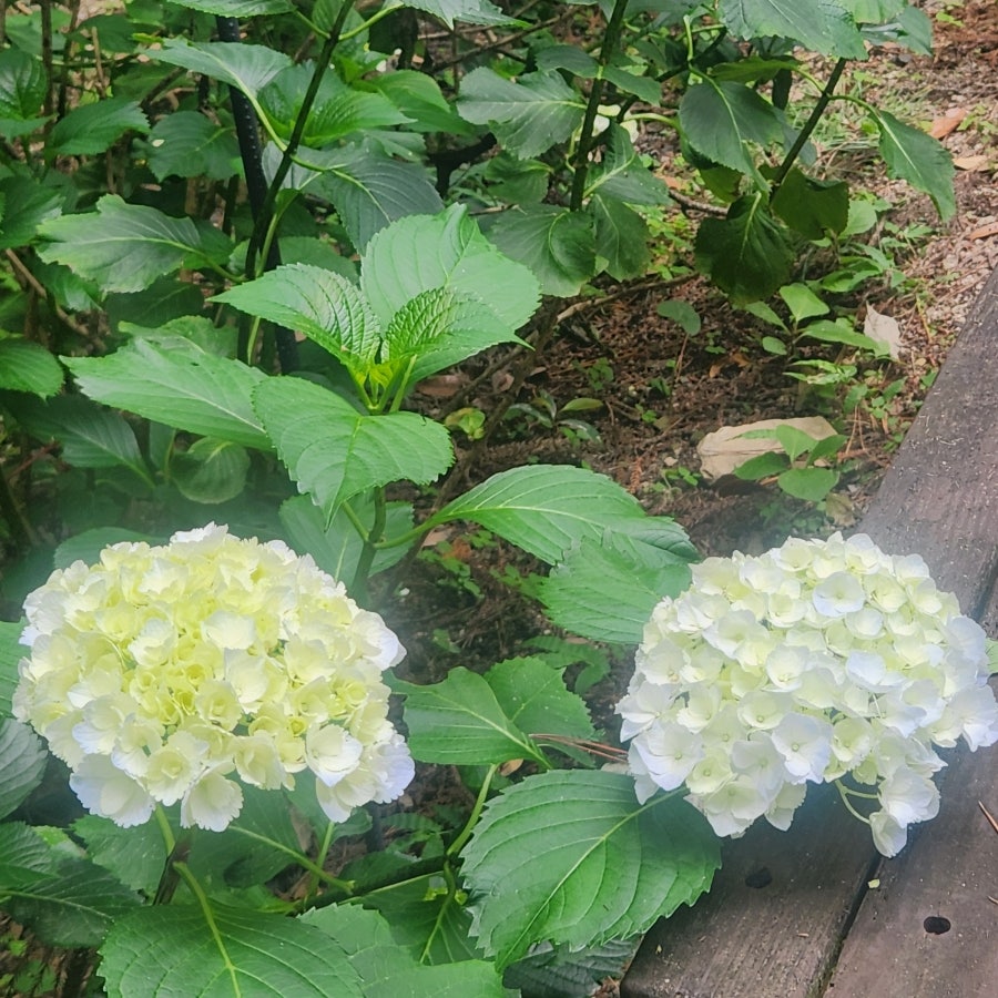 대통령밥상 사진 5
