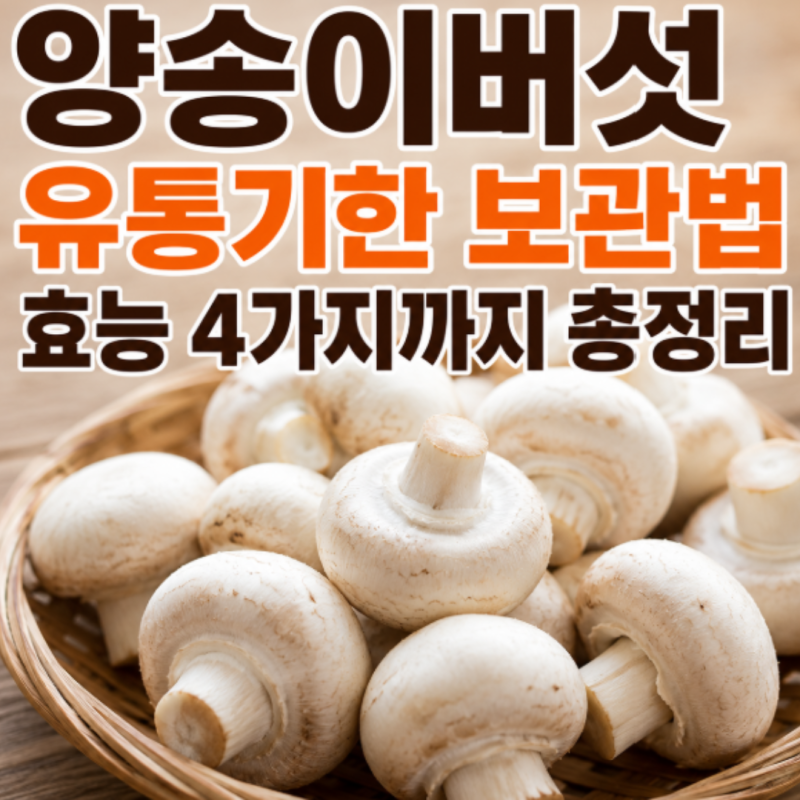 양송이버섯 유통기한 보관법 효능 4가지까지 총정리