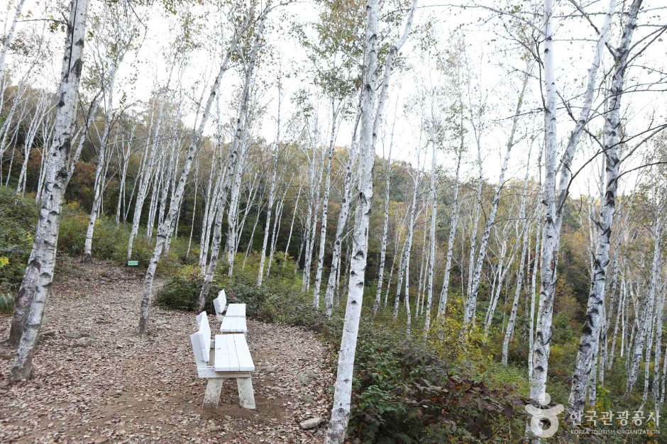 서후리숲 사진 5