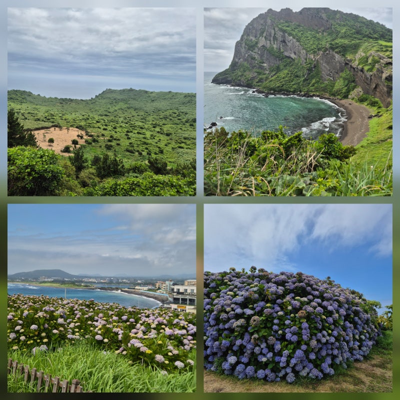 제주도 성산일출봉 날씨 진짜 더운데, 진짜 멋있다! (f.소요시간, 무료입장, 동암사 사찰 수국....