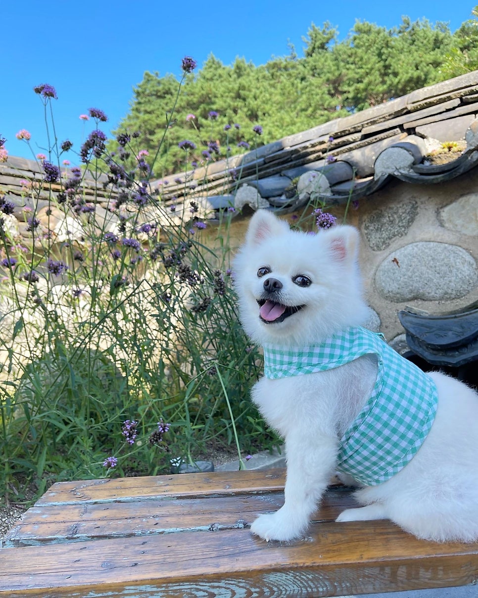 그리우니 사진 5