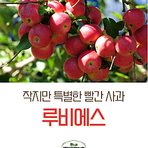 루비에스 루비에스사과 미니사과 사과나무 사과묘목 가을사과 접목묘 이중접목묘