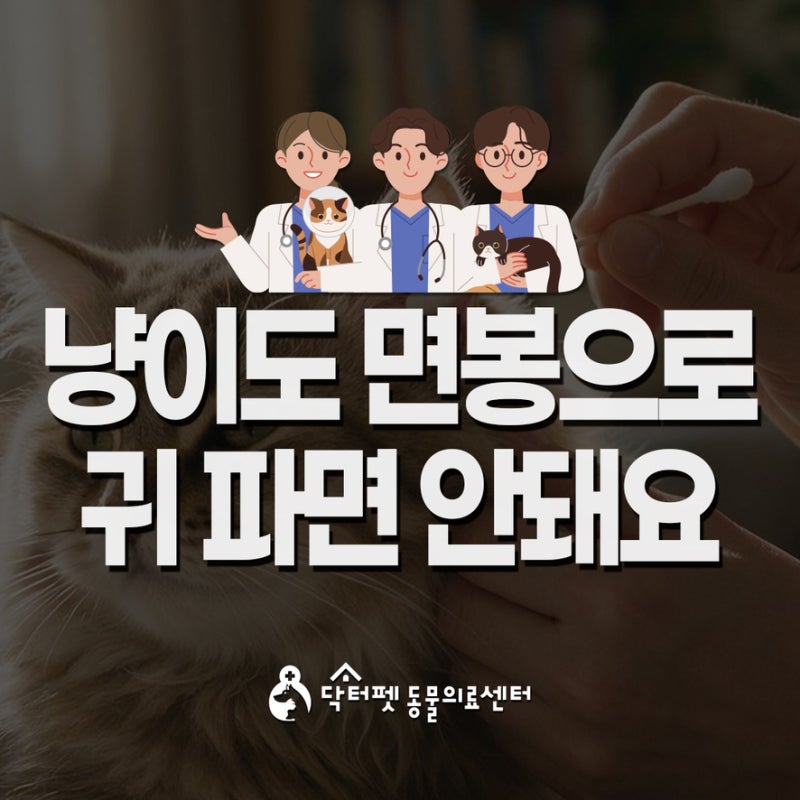 고양이 귀에서 쏟아진 '검은 귀지' 집에서 면봉으로 파내면 절대 안 되는 이유 부산 고양이친....