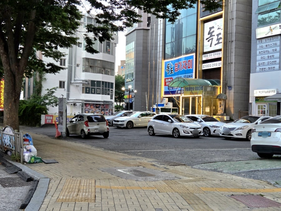 독도참가자미 사진 6