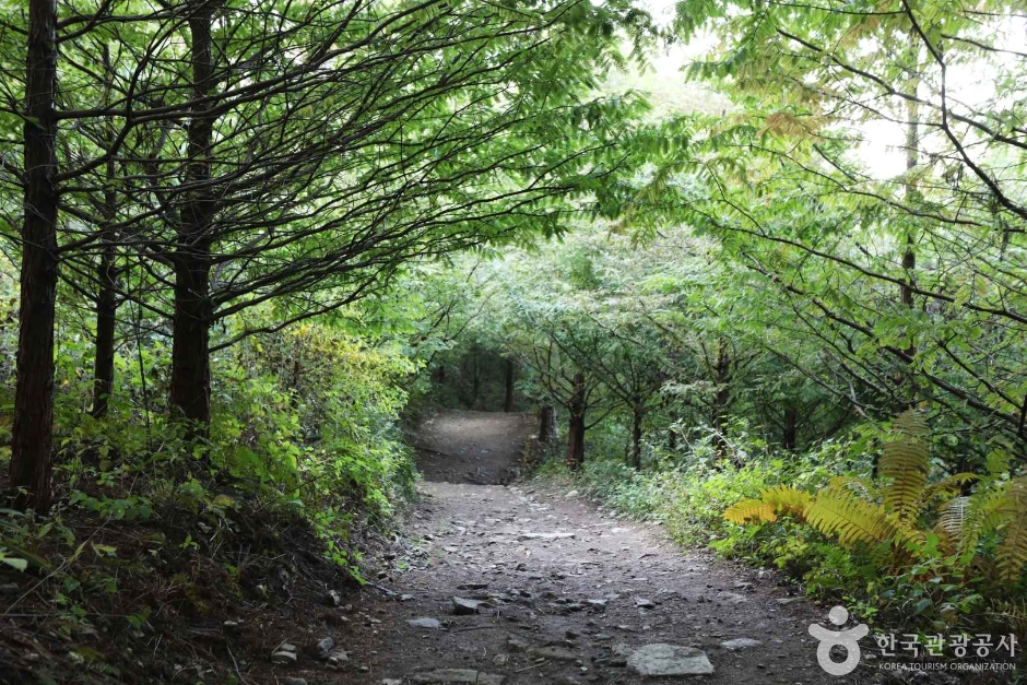 서후리숲 사진 1