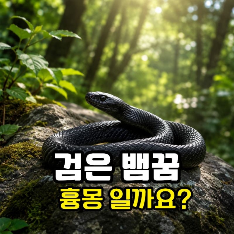 검은 뱀 꿈, 흉몽일까요? 가장 많이 오해하는 상황별 해몽