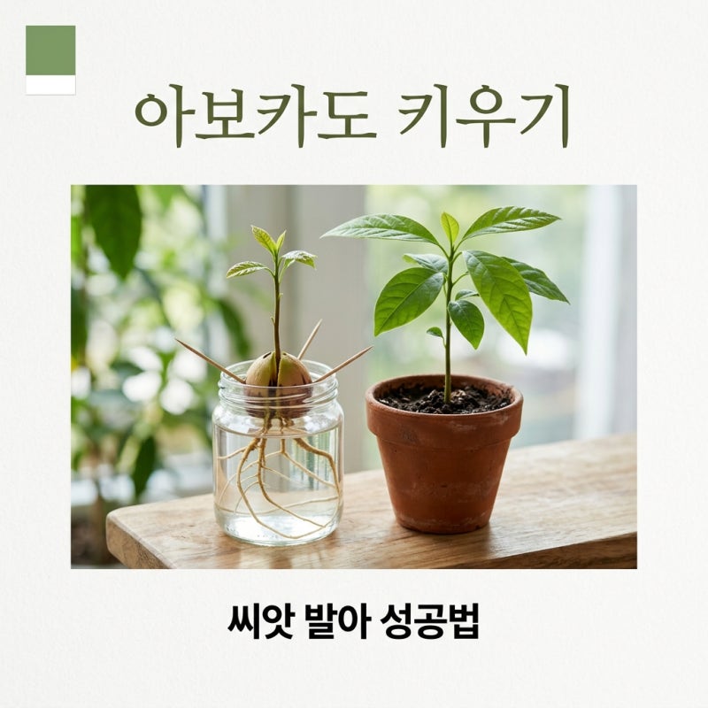 아보카도 키우기 씨앗 발아부터 화분 심기까지 완벽 가이드
