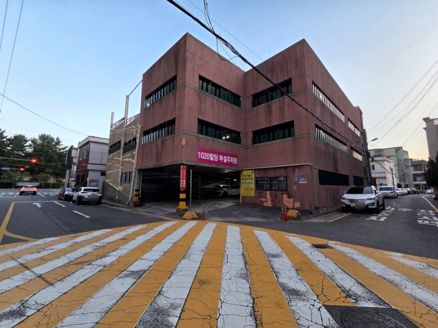 독도참가자미 사진 4
