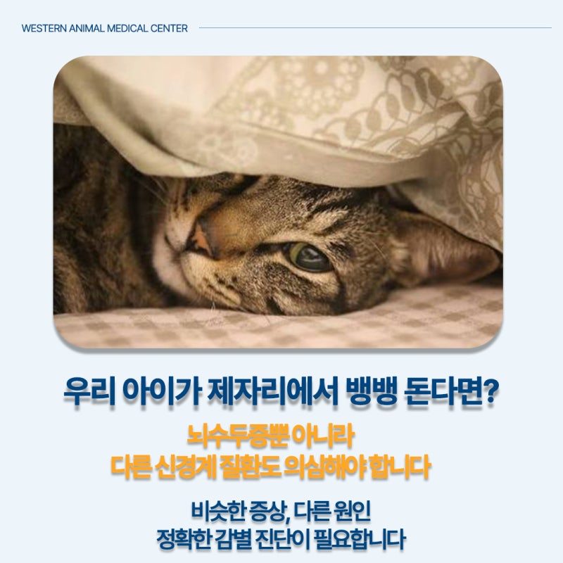 고양이 뇌수두증, 빙글빙글 돈다고 다 같은 질환은 아닙니다