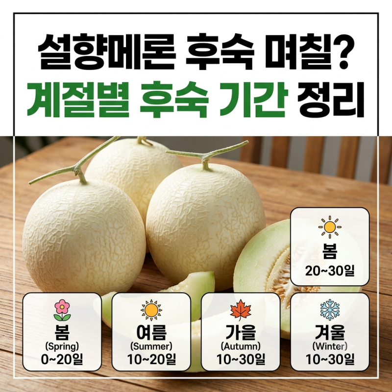 설향메론 후숙 며칠? 계절별 후숙 기간 정리