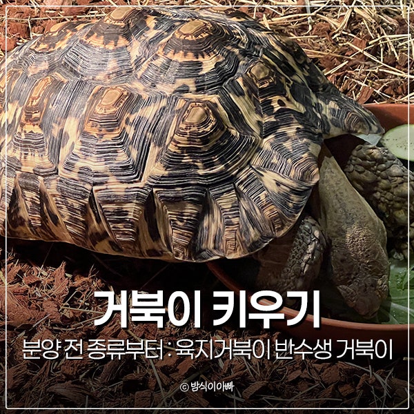 거북이 키우기 분양 전 종류부터 : 육지거북이 반수생 거북이