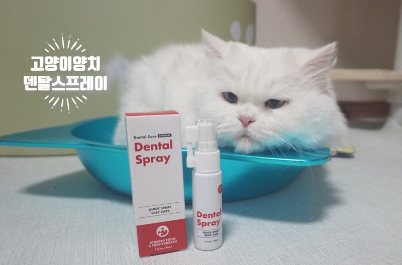 고양이양치 치석스프레이 덴탈스프레이로 해결
