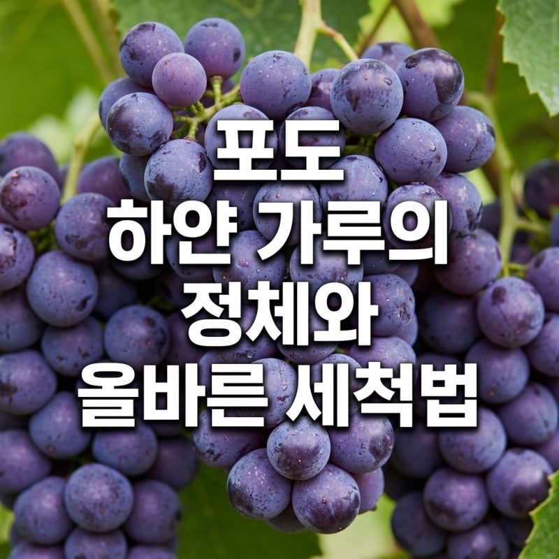 포도 하얀 가루 정체와 올바른 세척·보관 방법