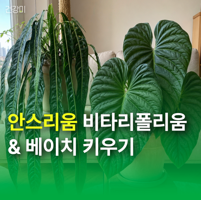 안스리움 비타리폴리움 & 베이치 키우기: 잎 크게 키우는 습도 관리법 (꽃말 포함)