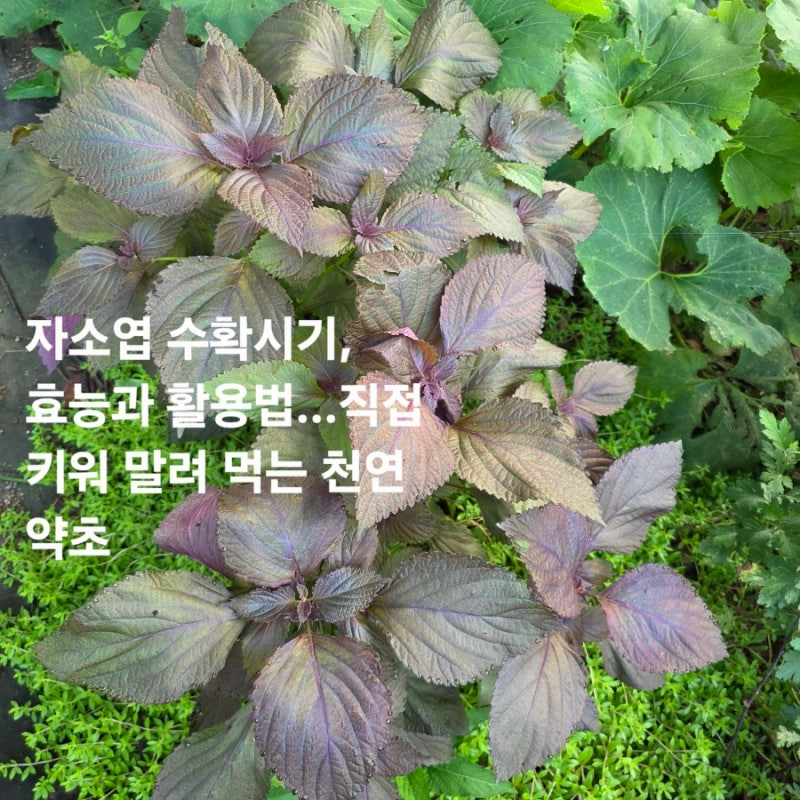 자소엽 수확시기, 효능과 활용법…직접 키워 말려 먹는 천연 약초