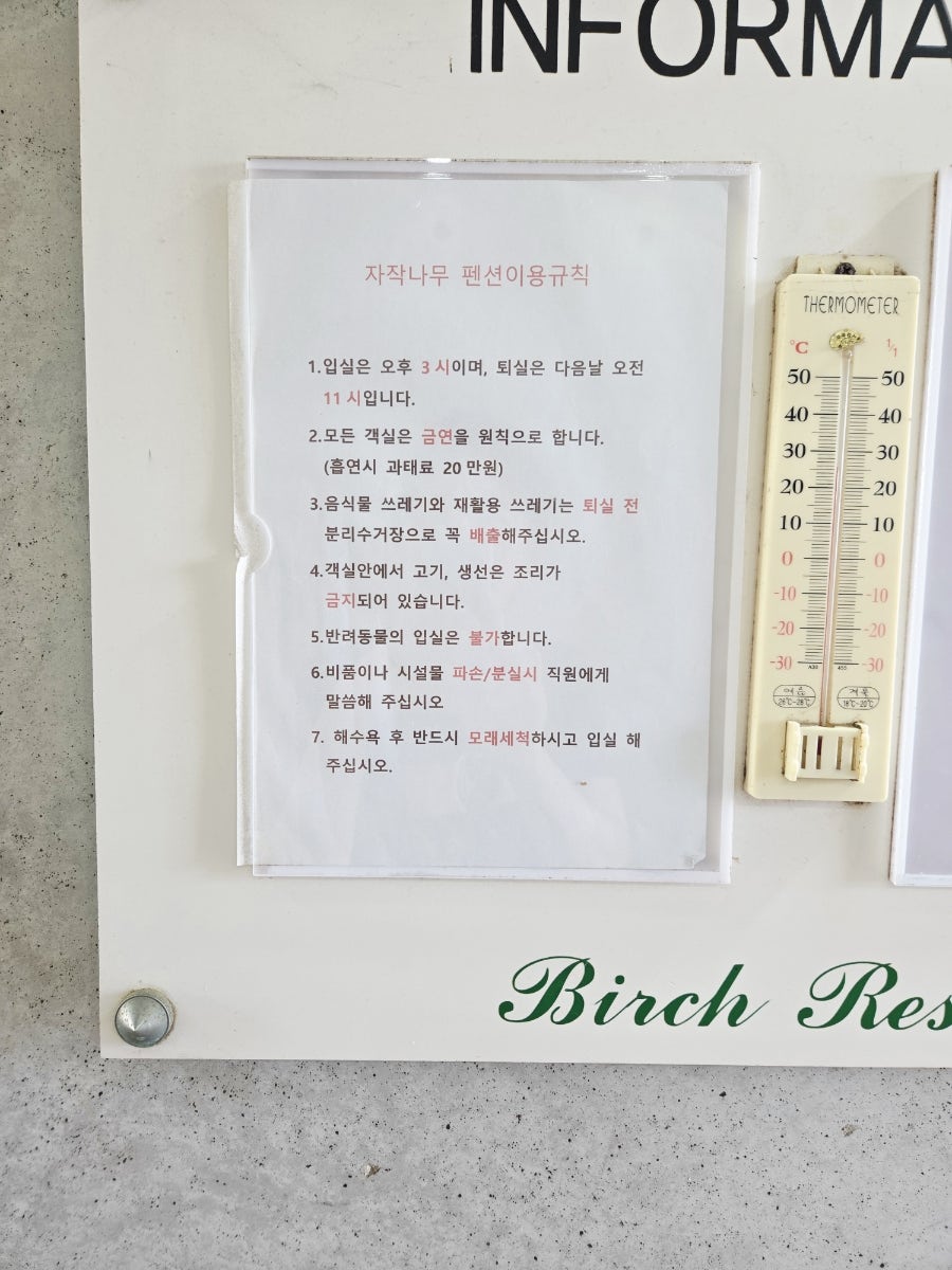 자작나무 사진 6