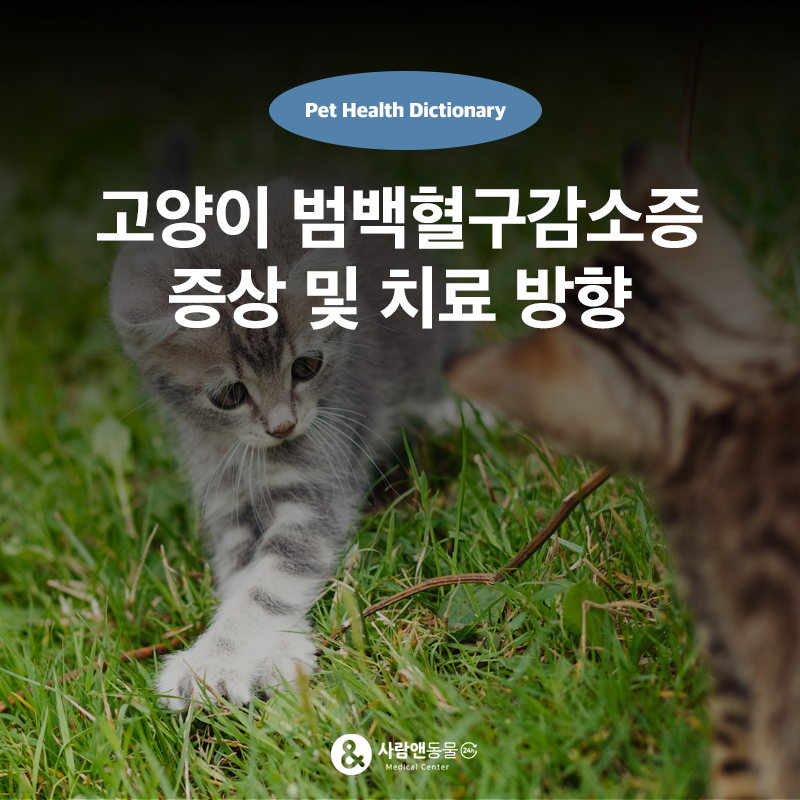여름철 구조한 아기 길고양이에게 범백혈구감소증(FPV)이? 증상과 치료 방향