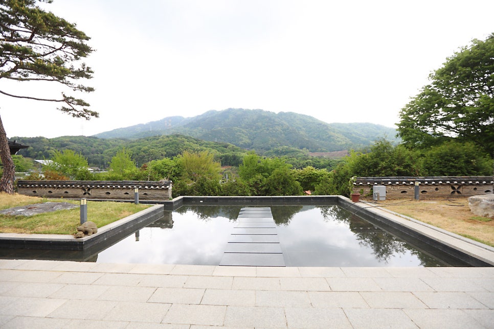 민들레 사진 4