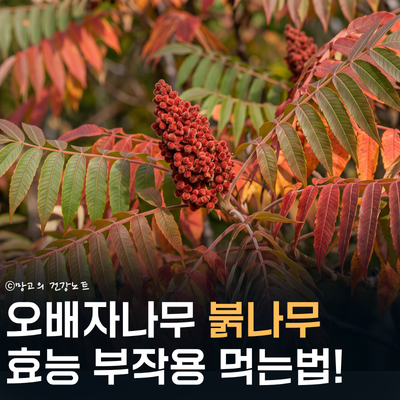 오배자 붉나무 효능 부작용 먹는법 순 열매