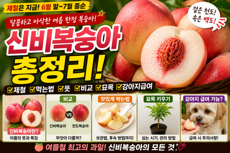 여름에만 만나는 신비복숭아! 천도복숭아와 차이점은? (강아지급여·묘목)