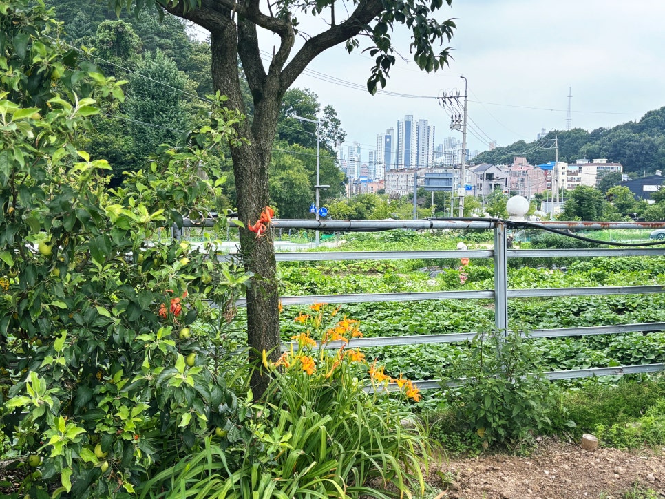 선일농장 사진 2