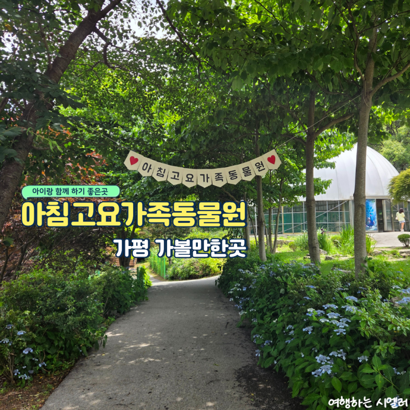 가평 아침고요가족동물원. 아이랑 가볼만한곳. 주차 & 사자, 호랑이