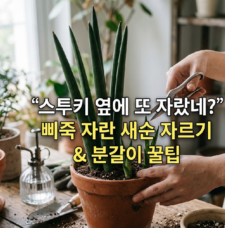 '스투키 곁에서 삐죽 자란 새순'? 무작정 두지 마세요! 자르기와 분갈이 꿀팁