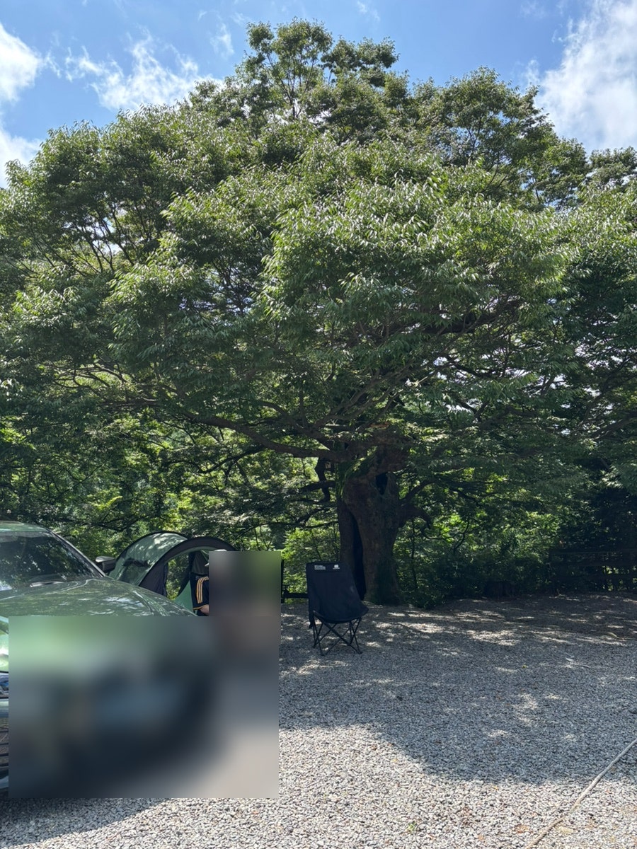 예산느티나무캠핑장 사진 1