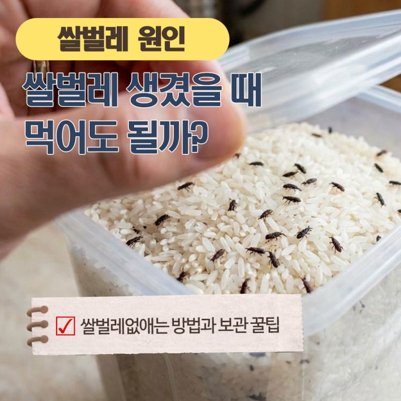 쌀벌레 생겼을 때 먹어도 될까? 없애는 방법과 보관 꿀팁
