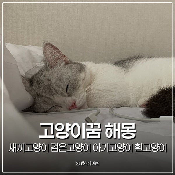 고양이꿈 해몽 새끼고양이 검은고양이 아기고양이 흰고양이