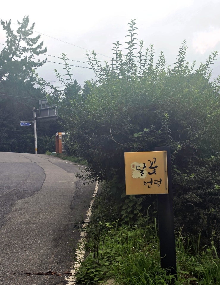 달꽃언덕 사진 2