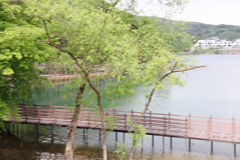 민들레 사진 2