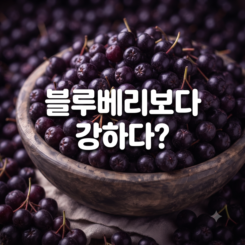 블루베리도 놀란 왕의 베리! 아로니아 효능부터 환·분말·효소 선택법까지