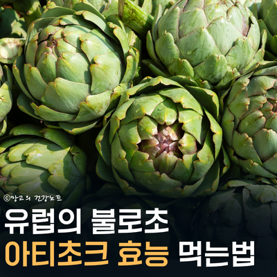 유럽의 불로초 아티초크 효능 이렇게 많았나?ㅣ부작용, 영양성분, 먹는법