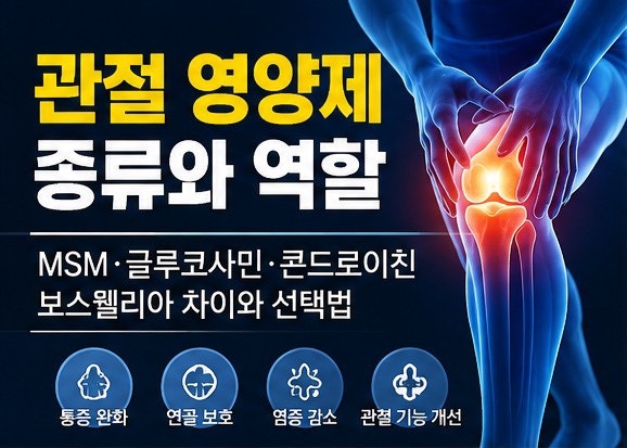 관절 영양제 종류 총정리｜MSM·콘드로이친·UC-II·보스웰리아 영양성분 차이 한눈에