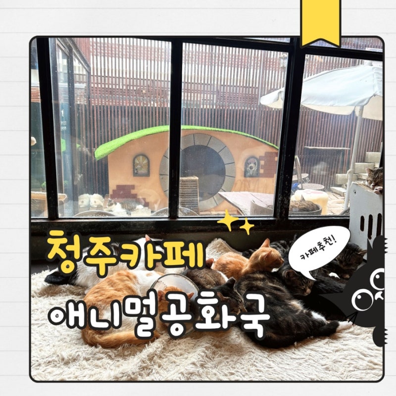 청주 가볼만한곳 애니멀공화국 유기묘카페 힐링 후기