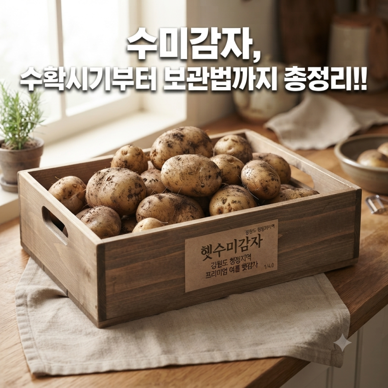 수미감자 수확시기 알고 샀더니 달랐어요 | 수미감자 효능 보관법 요리까지 총정리